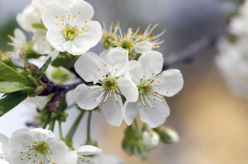 Naklejka na ściany i meble Cherry blossom closeup over natural background