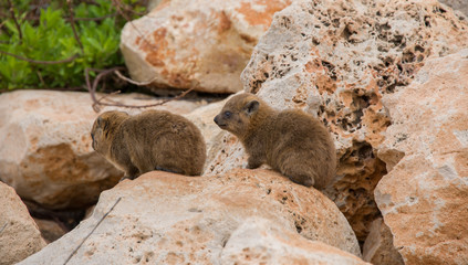 Rock hyrax