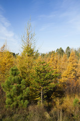 Fall Pine Trees