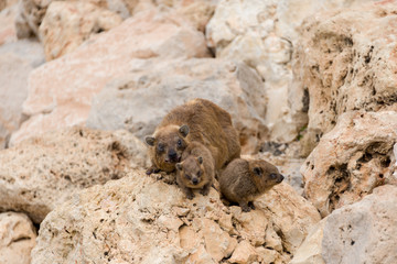 Rock hyrax