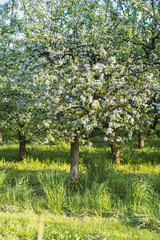 Apple orchard spring