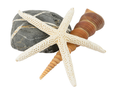 Sea star and shell on stone