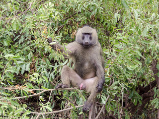 baboon