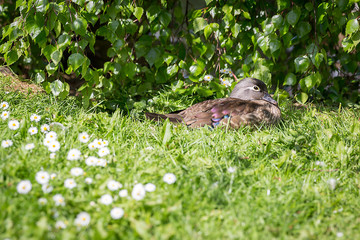 Duck