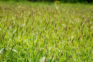 Wild Grass meadow