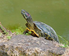 tartaruga acquatica sotto il sole