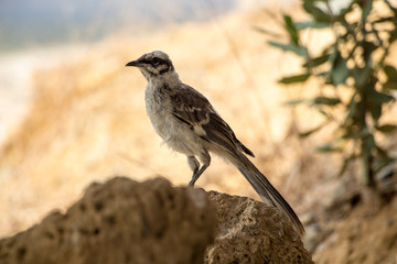 Camposspottdrossel (Mimus saturninus)