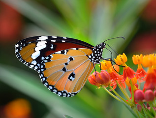 Fototapeta na wymiar Butterfly on orange flower