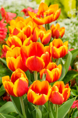 Red and yellow tulips in flower