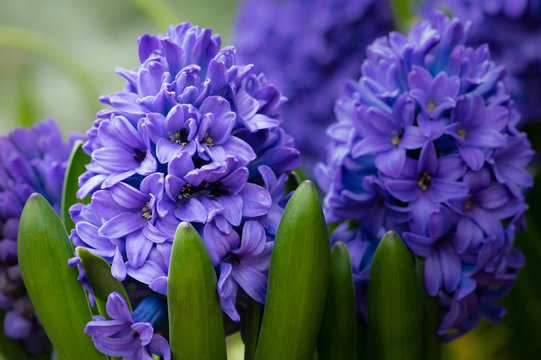 Fototapeta Purple or blue Hyacinth flowers in bloom