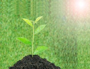 Young small new life green plant