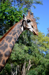Giraffe in the zoo, Chiang Mai, Thailand