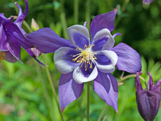 Akelei - Aquilegia