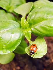New Start PLant Sweet Basil Herb Leaf Ladybug Insect