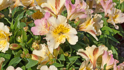 Inkalilien - Alstroemeria © M. Schuppich
