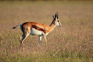 Springbok antelope