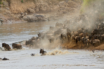 Wildebeest migration, Mara river