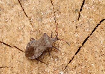 Brown beetle