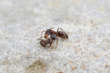Fight
