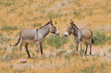 Obraz na płótnie Canvas Ослики (Equus asinus) на Сокотре в дикой природе