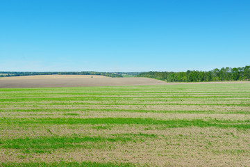 plowed field and blue sky