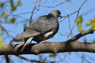Fototapeta premium Дикий голубь сидит на ветке дерева