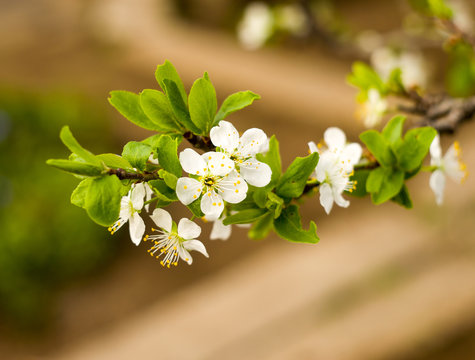 Twig flowering tree closeup
