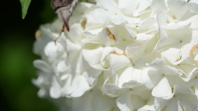 large maybug crept lazily through small white flowers