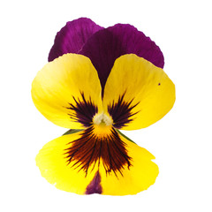 yellow pansy  isolated on white background