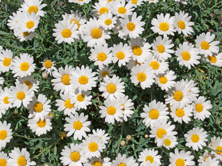 Margeriten - Leucanthemum