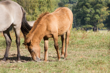 Tarpan Rückzüchtung