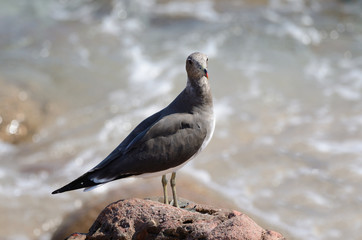 Серая чайка на камне на берегу Аравийского моря