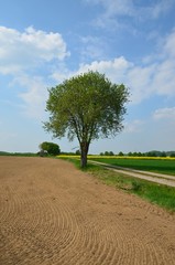 Obraz premium Acker - Feld gepflügt in Frühlingslandschaft