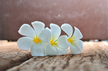 Fototapeta na wymiar white plumeria flowers on rustic wood