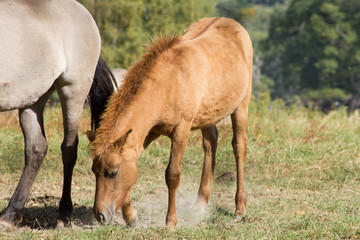 Obraz premium Tarpan Rückzüchtung