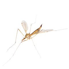 daddy long legs, mosquito nephrotoma scalaris isolated on white
