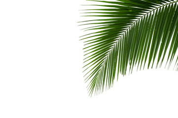 Obraz premium leaves of coconut tree isolated on white background