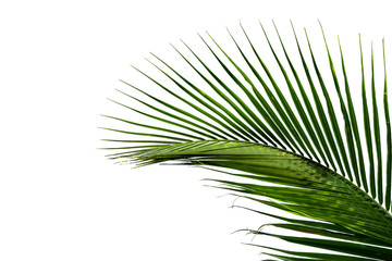 Obraz premium leaves of coconut tree isolated on white background