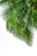 Fototapeta premium leaves of coconut tree isolated on white background