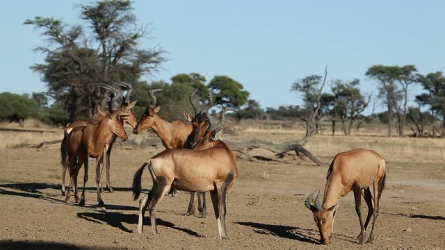 Red hartebeest herd in natural habitat, Kalahari desert
