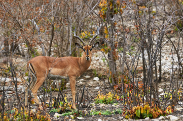 Male of black faced Impala, orizontally in Tanzania