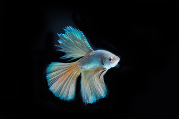 Fototapeta premium Fighting fish