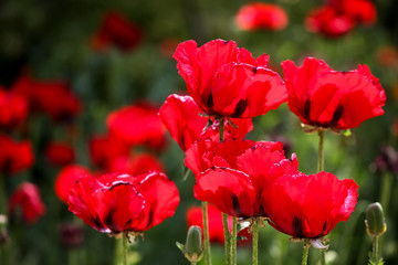 Poppies in the field