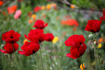 Poppies in the field