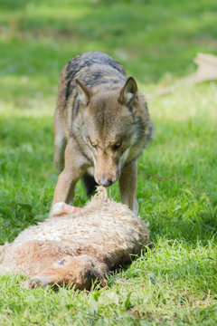 Jagender Wolf