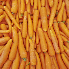 fresh organic carrots for sale, natural background