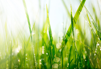 Fototapeta premium Świeża zielona trawa z rosa kropel zbliżeniem. Miękkie ogniskowanie