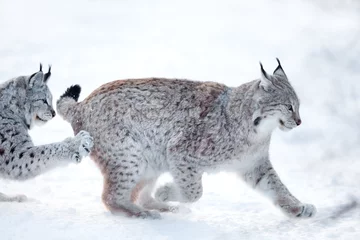 Fotobehang Two lynx playing in the snow © kjekol