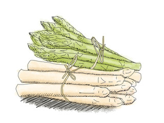 Spargel Zeichnung