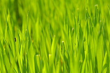 Green grass
